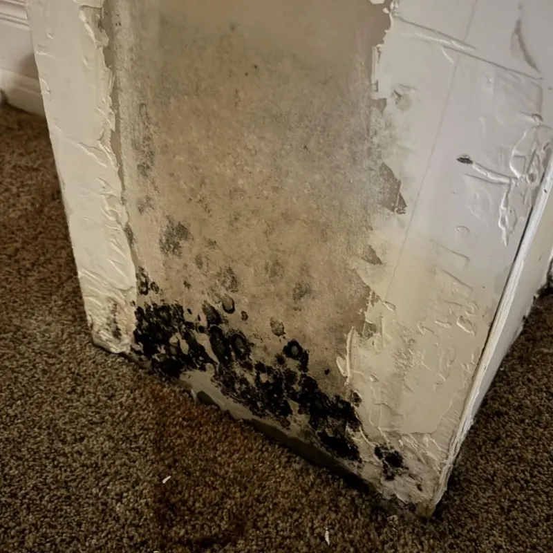 Professional Mold Removal in Eden, TX